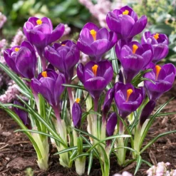 Bee Bulb Collection - Purple (Pack Of 50) -Flourish Seeds purple crocus