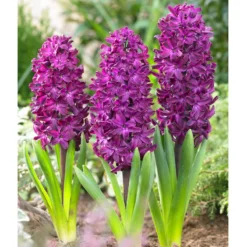 Bee Bulb Collection - Purple (Pack Of 50) -Flourish Seeds purple hyacinthus