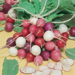 Easter Egg Mix Radish Seeds (Organic) -Flourish Seeds radish easter egg
