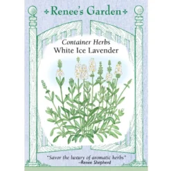 Renee's Garden Container Lavender White Ice