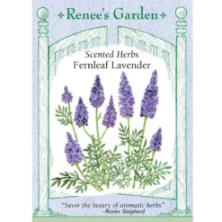 Renee's Garden Lavender Fernleaf
