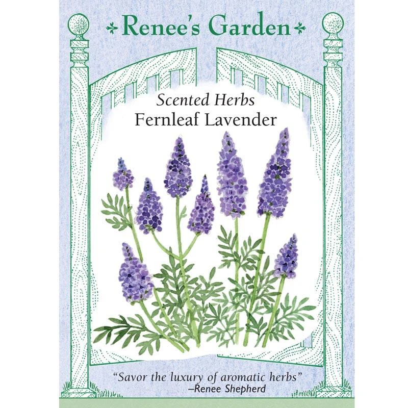 Renee's Garden Lavender Fernleaf 1 Renee's Garden Lavender Fernleaf