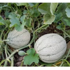 Rocky Ford Green Melon Seeds (Organic) -Flourish Seeds rocky ford green web