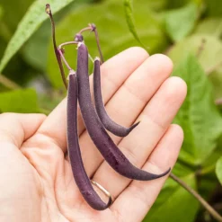 Royalty Purple Pod Bush Bean Seeds (Organic) -Flourish Seeds royalty purple pod 9 1 1