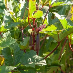 Burgundy Okra Seeds (Organic) -Flourish Seeds rr 0005 2