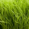 Turf Type Perennial Ryegrass Seed (lb)