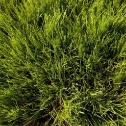 Oregon Annual Ryegrass Seed (lb) 5 Oregon Annual Ryegrass Seed (lb) -Flourish Seeds scg550 2