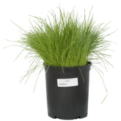 Organic Ryegrass, Oregon Annual (lb) 7 Organic Ryegrass, Oregon Annual (lb) -Flourish Seeds scg550b