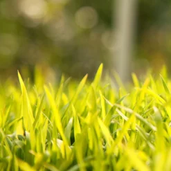 Sudangrass Seed (lb) 5 Sudangrass Seed (lb) -Flourish Seeds scg702 web