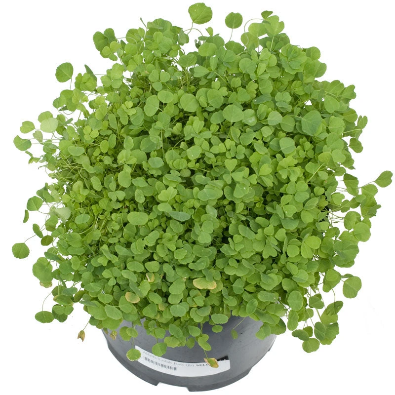 Ladak Alfalfa - Raw Seed (lb) 2 Ladak Alfalfa - Raw Seed (lb) - Image 2