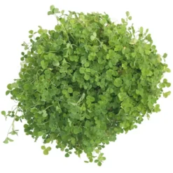 Crimson Clover - Nitrocoated Seed (lb) 7 Crimson Clover - Nitrocoated Seed (lb) -Flourish Seeds scl310 a