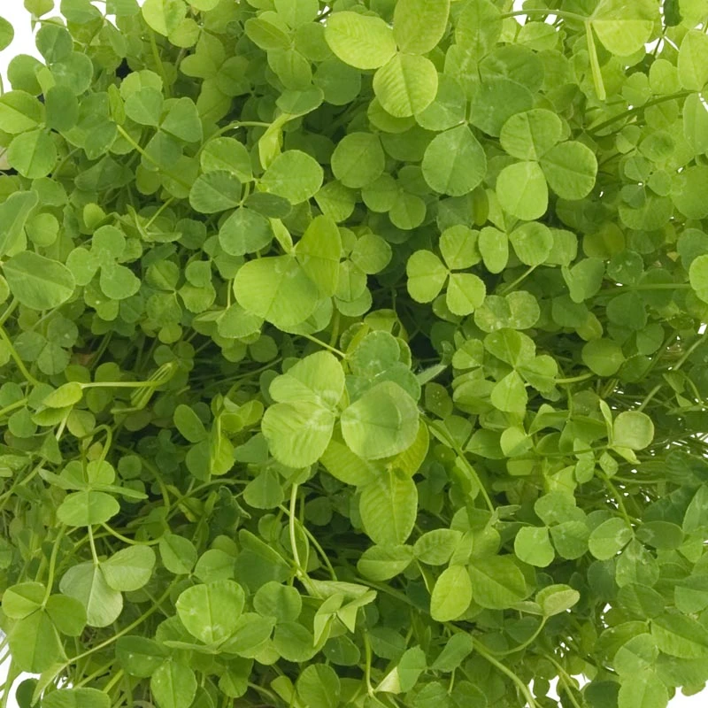 Ladino White Clover - Nitrocoated Seed (lb) 2 Ladino White Clover - Nitrocoated Seed (lb) - Image 2