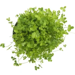 Ladino White Clover - Nitrocoated Seed (lb) 5 Ladino White Clover - Nitrocoated Seed (lb) -Flourish Seeds scl320 b 1