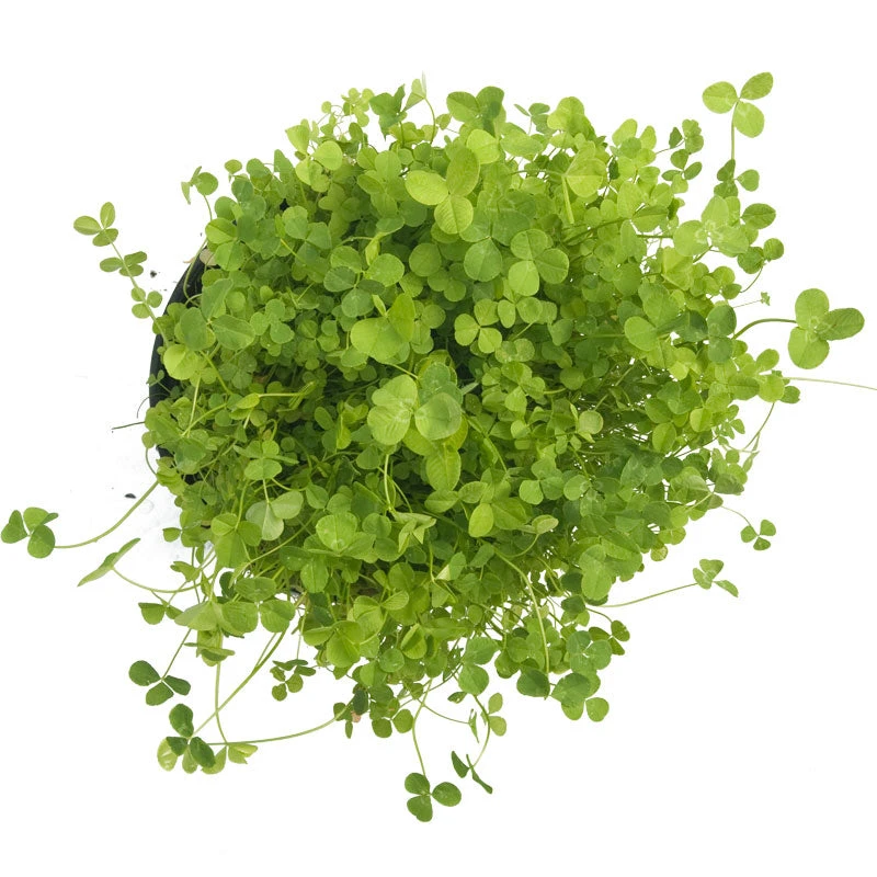 Ladino White Clover - Nitrocoated Seed (lb) 3 Ladino White Clover - Nitrocoated Seed (lb) - Image 3