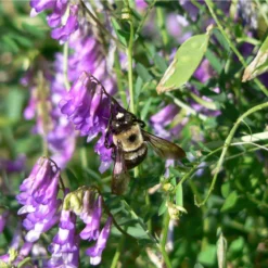Organic Purple Vetch - Raw Seed (lb) -Flourish Seeds scl620a 2