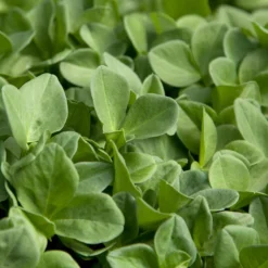 Fava Bean, Windsor, Raw Seed (lb) 7 Fava Bean, Windsor, Raw Seed (lb) -Flourish Seeds scl700 1 1