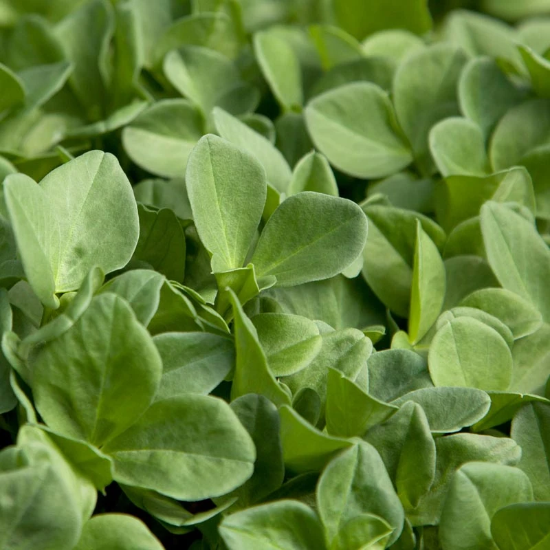 Fava Bean, Windsor, Raw Seed (lb) 3 Fava Bean, Windsor, Raw Seed (lb) - Image 3