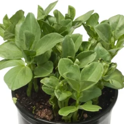 Fava Bean, Windsor, Raw Seed (lb) 9 Fava Bean, Windsor, Raw Seed (lb) -Flourish Seeds scl705 1