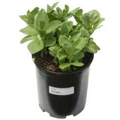 Broad Windsor Fava Bean Seeds (Organic) -Flourish Seeds scl705a 1