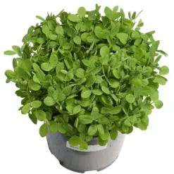 Biomaster Peas - Raw Seed (lb) -Flourish Seeds scl848 a