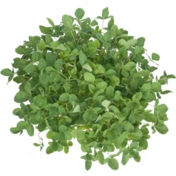 Soybeans - Raw Seed (lb) 6 Soybeans - Raw Seed (lb) -Flourish Seeds scl860 a 2