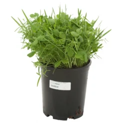 Peaceful Valley Legume Oat Mix #1 - Raw Seed (lb) 8 Peaceful Valley Legume Oat Mix #1 - Raw Seed (lb) -Flourish Seeds scm350 a 1