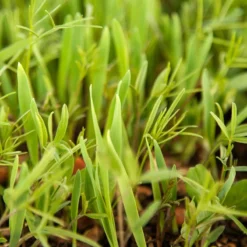 Peaceful Valley Legume Oat Mix #1 - Raw Seed (lb) 7 Peaceful Valley Legume Oat Mix #1 - Raw Seed (lb) -Flourish Seeds scm350 web