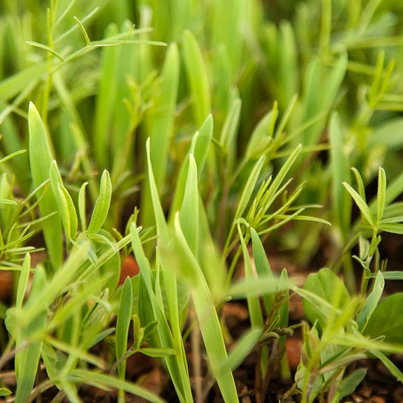Peaceful Valley Legume Oat Mix #1 - Raw Seed (lb) 3 Peaceful Valley Legume Oat Mix #1 - Raw Seed (lb) - Image 3