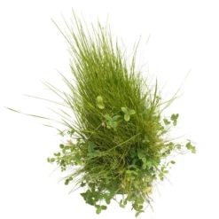 Peaceful Valley Roadway Mix - Nitrocoated Seed (lb) 5 Peaceful Valley Roadway Mix - Nitrocoated Seed (lb) -Flourish Seeds scm550 d