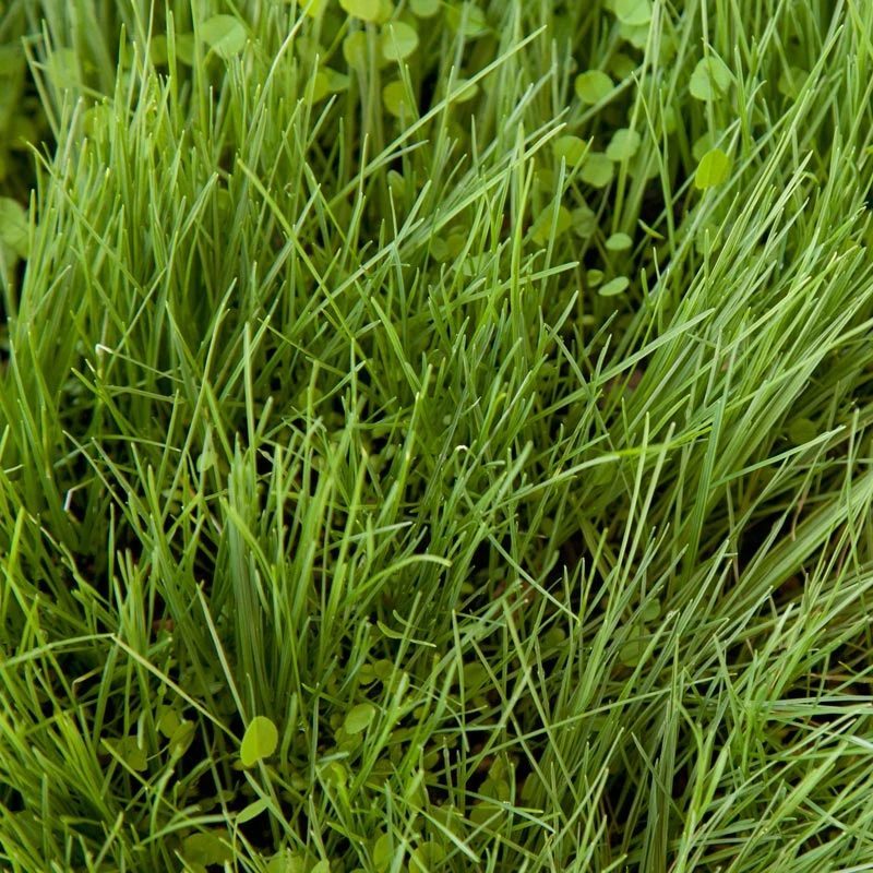 Peaceful Valley Roadway Mix - Nitrocoated Seed (lb) 2 Peaceful Valley Roadway Mix - Nitrocoated Seed (lb) - Image 2