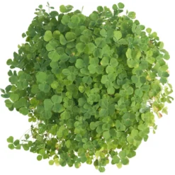 Subterranean Clover Mix - Nitrocoated Seed (lb) -Flourish Seeds scm600 c