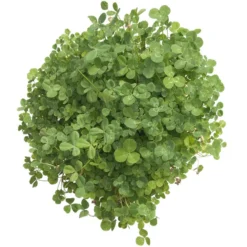 Peaceful Valley Low-Growing Clover Mix - Nitrocoated Seed (lb) -Flourish Seeds scm700 d