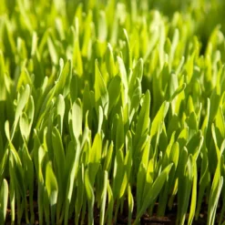 Beardless Barley Seed (lb) -Flourish Seeds scn100 web2