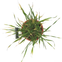 Beardless Barley Seed (lb) -Flourish Seeds scn100b