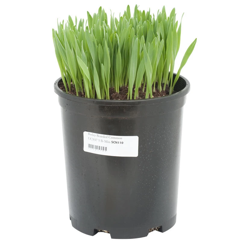 Bearded Barley Seed (lb) 2 Bearded Barley Seed (lb) - Image 2