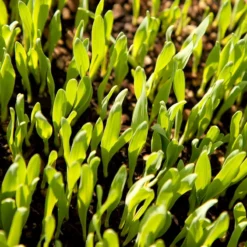 Bearded Barley Seed (lb) 5 Bearded Barley Seed (lb) -Flourish Seeds scn110 web