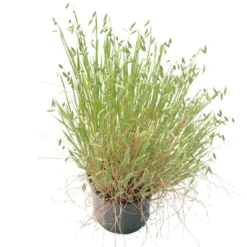 White Oats Seed (lb) -Flourish Seeds scn320 b