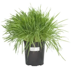 White Oats Seed (lb) -Flourish Seeds scn320 c