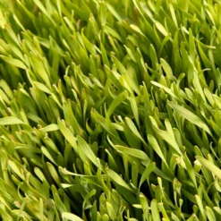 Cereal Rye Seed (Cold Hardy) (lb) 10 Cereal Rye Seed (Cold Hardy) (lb) -Flourish Seeds scn395 web
