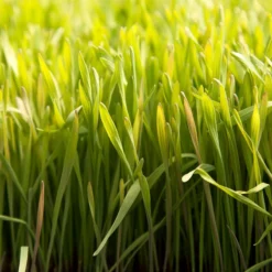 Cereal Rye Seed (Cold Hardy) (lb) 11 Cereal Rye Seed (Cold Hardy) (lb) -Flourish Seeds scn395 web2