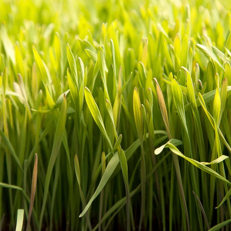 Cereal Rye Seed (Cold Hardy) (lb) 6 Cereal Rye Seed (Cold Hardy) (lb) - Image 6