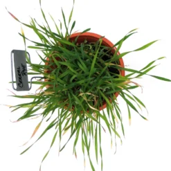 Cereal Rye Seed (Cold Hardy) (lb) 8 Cereal Rye Seed (Cold Hardy) (lb) -Flourish Seeds scn395b