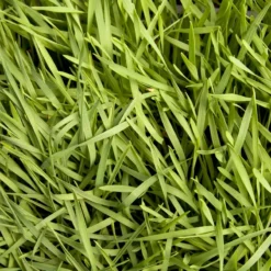 Organic Triticale Seed (lb) -Flourish Seeds scn449 5 web