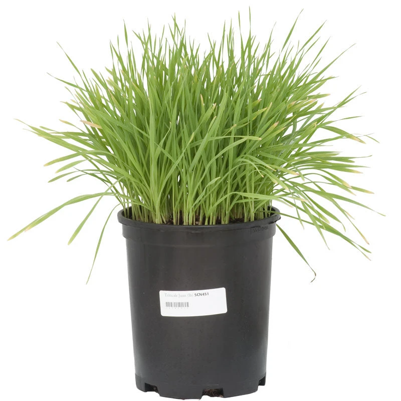 Juan Triticale Seed (lb) 2 Juan Triticale Seed (lb) - Image 2