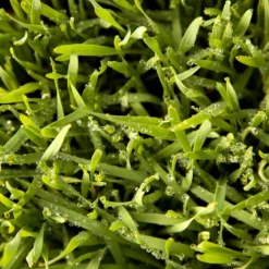 Juan Triticale Seed (lb) 7 Juan Triticale Seed (lb) -Flourish Seeds scn451 web