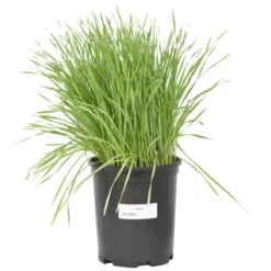 Wheat Red Winter Seed (lb) 6 Wheat Red Winter Seed (lb) -Flourish Seeds scn500 b