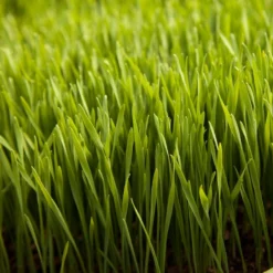 Wheat Red Winter Seed (lb) 7 Wheat Red Winter Seed (lb) -Flourish Seeds scn500 web