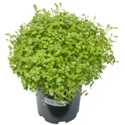 Mustard Mix Seed (lb) 5 Mustard Mix Seed (lb) -Flourish Seeds scn755 a 1