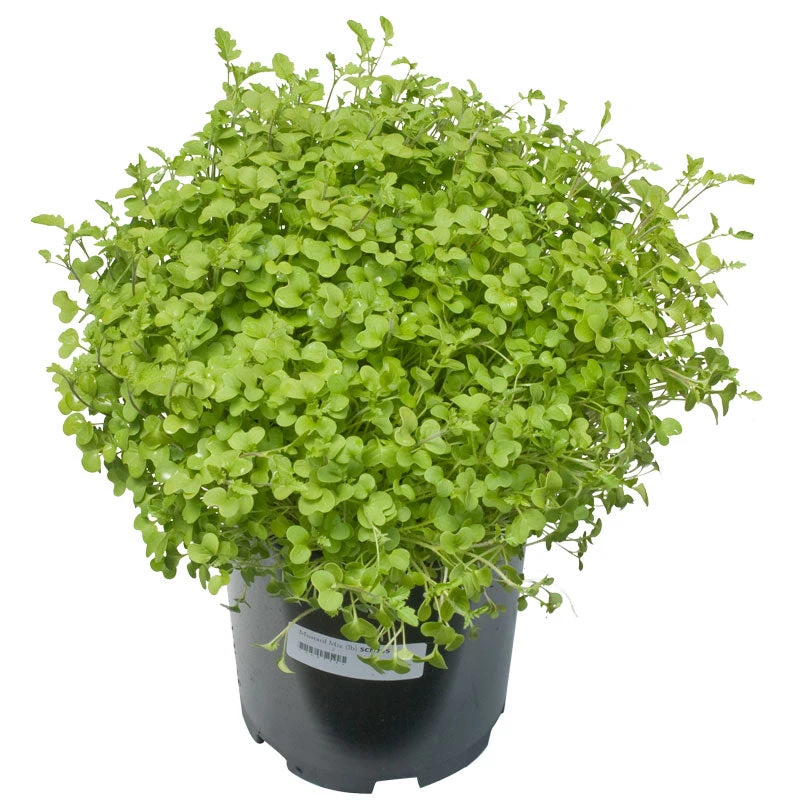 Mustard Mix Seed (lb) 3 Mustard Mix Seed (lb) - Image 3