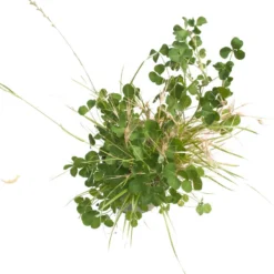 Peaceful Valley General Purpose Erosion Mix - Nitrocoated Seed (lb) 6 Peaceful Valley General Purpose Erosion Mix - Nitrocoated Seed (lb) -Flourish Seeds sec200 d